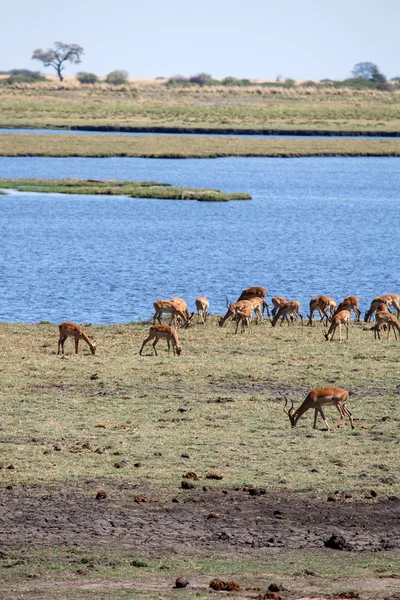 Antelopes at Chobe River — Stock Photo, Image