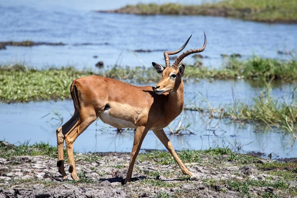 Antelope adlı chobe nehir — Stok fotoğraf