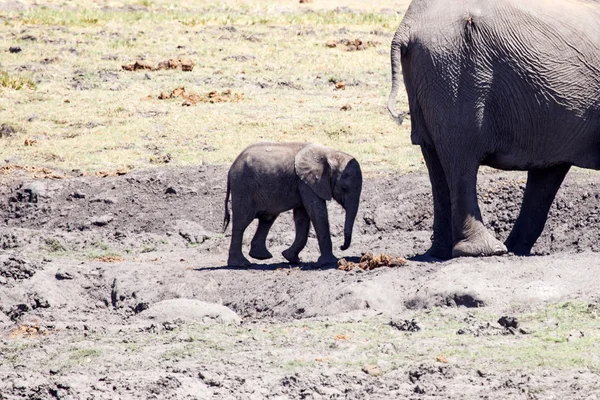 Elefanten im Chobe Nationalpark — Stockfoto