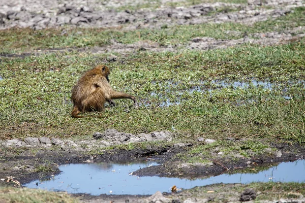 Babouin dans le parc national Chobe — Photo