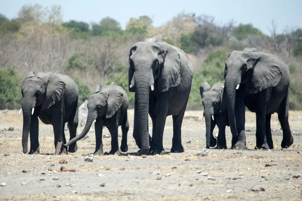 Elephants in Chobe National Park — Stock Photo, Image