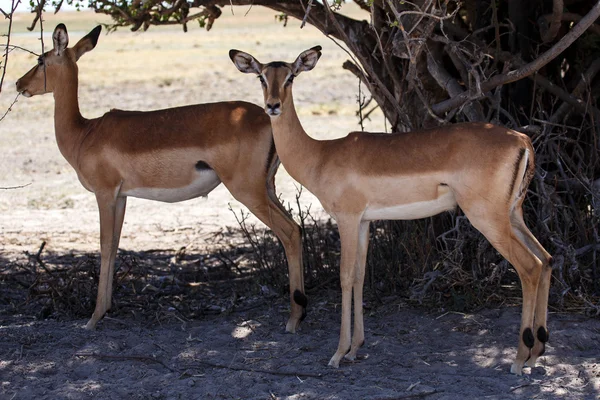 Impalas in schaduw — Stockfoto