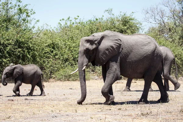 Olifanten in chobe national park — Stockfoto