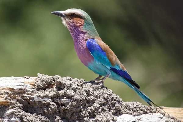 Lila pechuga rodillo pájaro — Foto de Stock