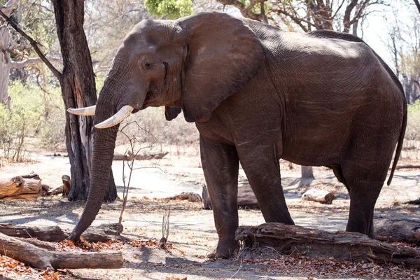 Chobe erkek fil — Stok fotoğraf