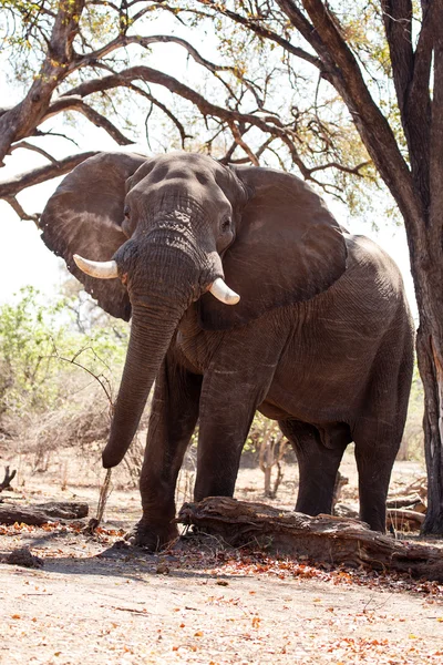 Αρσενικός ελέφαντας στον chobe — Φωτογραφία Αρχείου