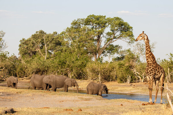 Elephants and Giraffe in Chobe