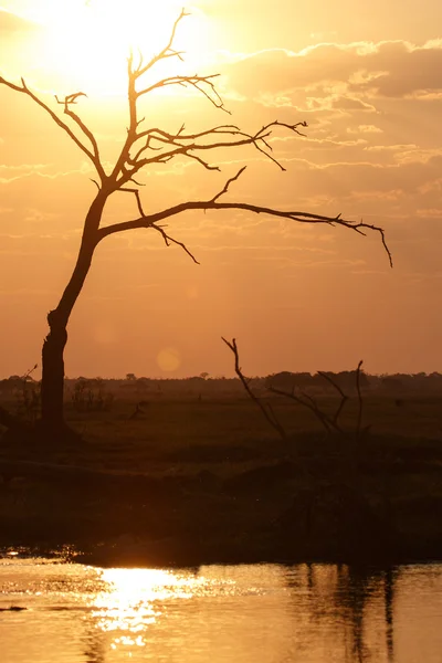 Tramonto sul parco Chobe — Foto Stock