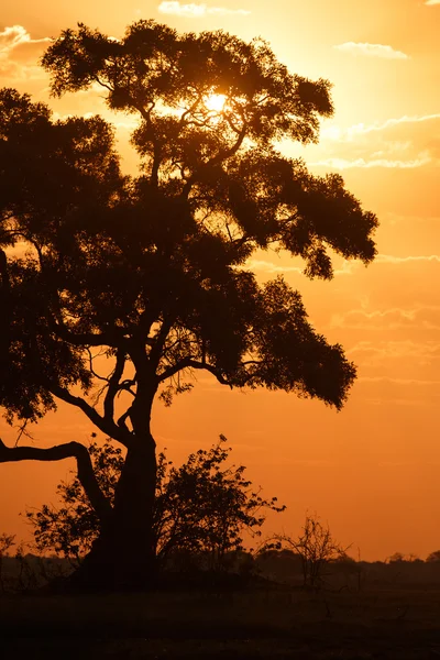 Zonsondergang over het park chobe — Stockfoto