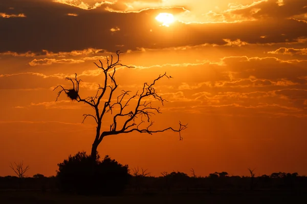 Zonsondergang over het park chobe — Stockfoto