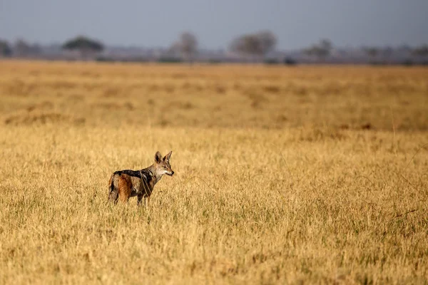 Black-Backed Jackal — Stock Photo, Image