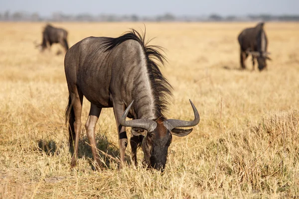 Gnus no Parque Nacional Chobe — Fotografia de Stock