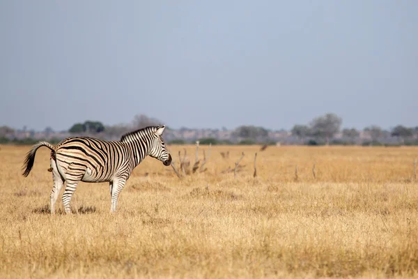 Zebra v národním parku chobe — Stock fotografie