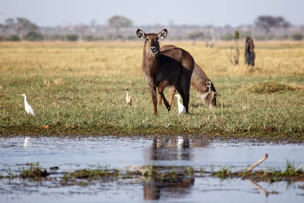 Ženské Voduška v parku chobe — Stock fotografie