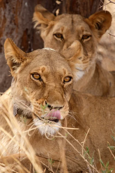 Lions With Radio Collar Tag — Stock Photo, Image
