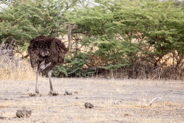 Volwassen vrouwelijke struisvogel — Stockfoto