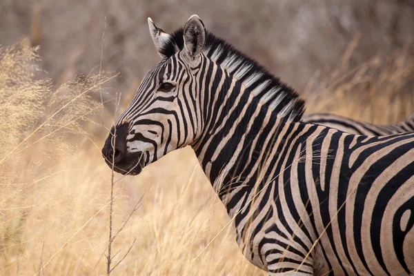 Zebra at Okavango Delta — Stock Photo, Image