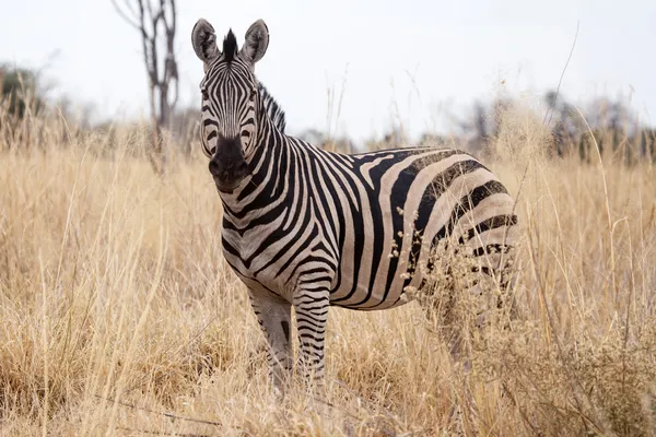 Zebra ved Okavango Delta - Stock-foto