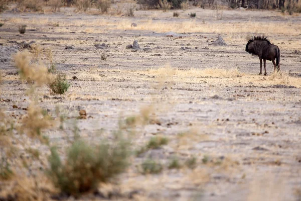 Blå Wildebeest i Okavango Delta - Stock-foto