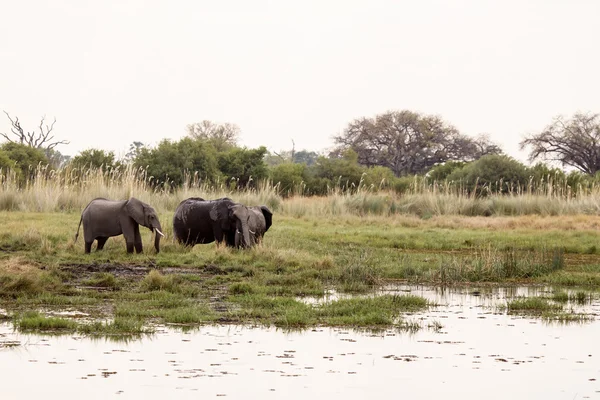 African Elephants in Okavango Delta — Stock Photo, Image