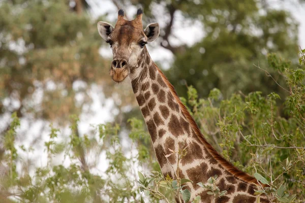 Girafa no Delta do Okavango — Fotografia de Stock