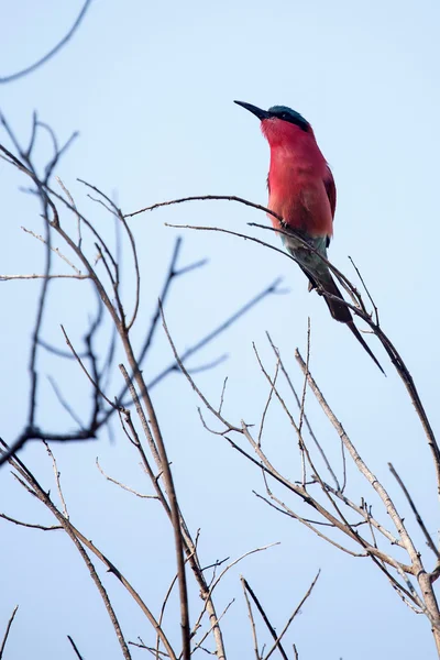 Southern Carmine Bee-eater — Stock Photo, Image