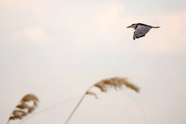Vogel fliegt am Okavango-Delta — Stockfoto