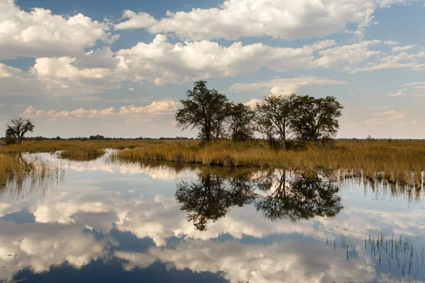 Delta Okawango — Zdjęcie stockowe