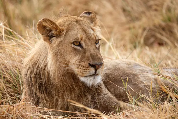 Lev v Okavango Delta — Stock fotografie