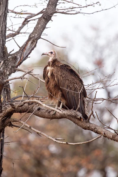 Okavango Delta akbaba — Stok fotoğraf