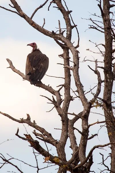 Vulture dans le delta de l'Okavango — Photo