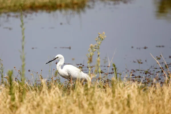 Grande Egret Branco — Fotografia de Stock