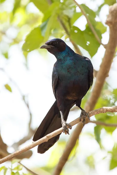 Meves Longtailed Starling — Stock Photo, Image