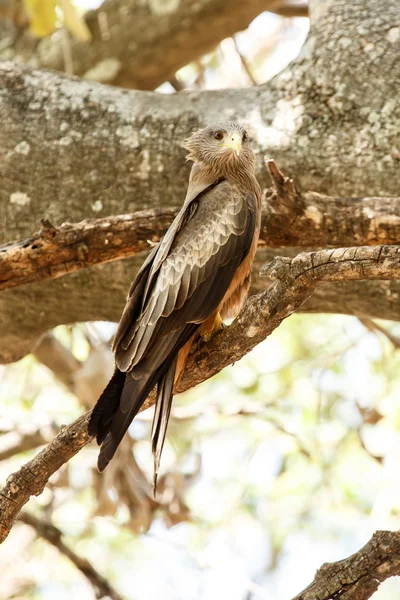 Yellow Billed Kite — Stock Photo, Image