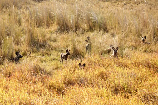 Wilde Hunde im Okavango-Delta — Stockfoto