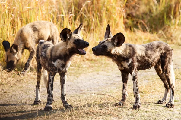 Дикие псы в дельте Окаванго — стоковое фото
