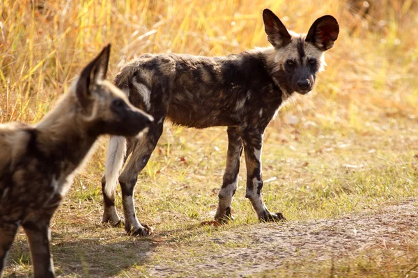 Okavango Delta Vahşi köpekler — Stok fotoğraf