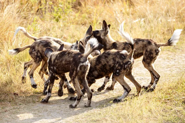 Wilde honden in Okavangodelta — Stockfoto