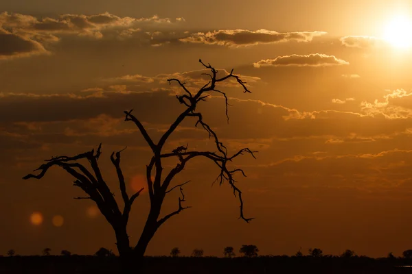 Sonnenuntergang über dem Chobe Park lizenzfreie Stockfotos