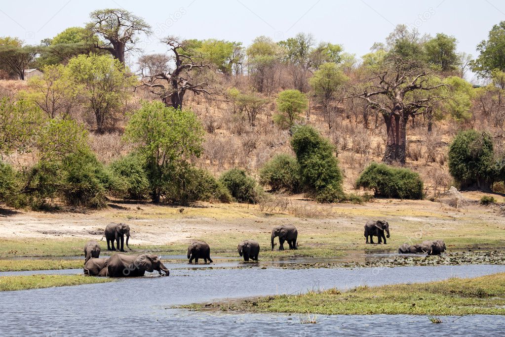 Wild Elephants in Chobe River