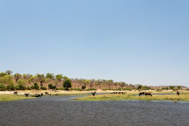 Chobe nehir