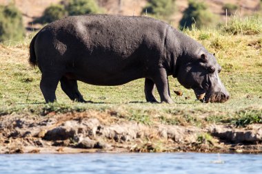 su aygırı at chobe nehir