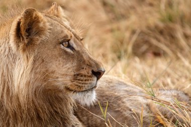 Aslan-Okavango Deltası