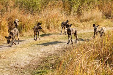 okavango Delta Vahşi köpekler