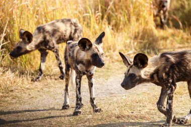 Wild Dogs at Okavango Delta clipart