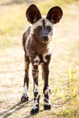 okavango Delta yaban köpeği
