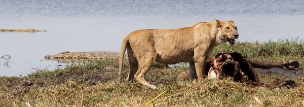 Lew w Delta Okawango — Zdjęcie stockowe