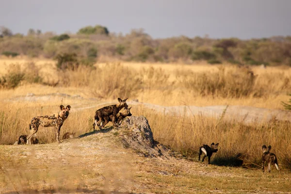 Afrikaanse wilde honden — Stockfoto