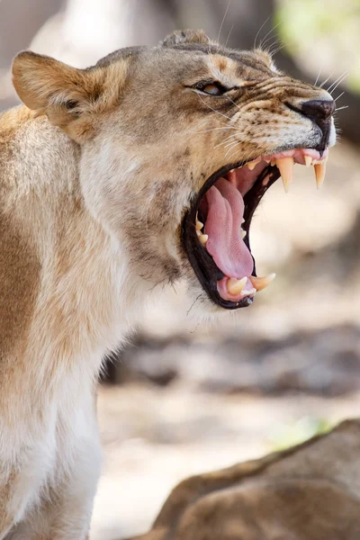 Wütendes Löwengebrüll — Stockfoto