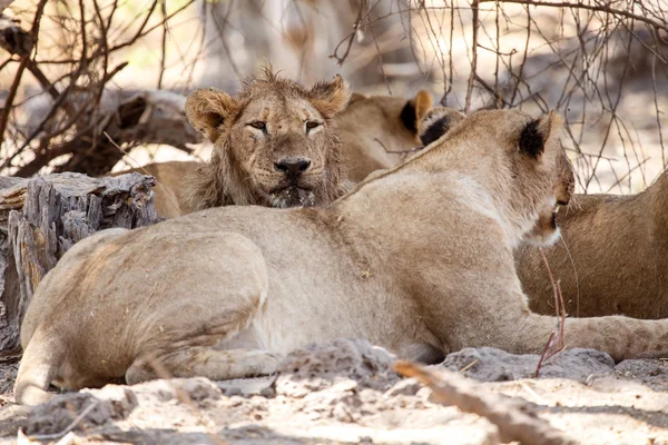 Lions at Okavango Delta — Stock Photo, Image